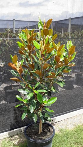 Magnolia grandiflora "Little Gem" - Örökzöld Liliomfa 