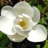 Magnolia grandiflora "Little Gem" - Örökzöld Liliomfa 