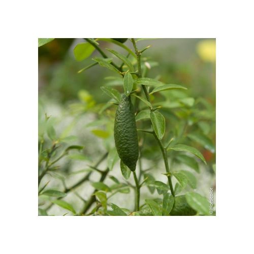 Microcitrus australasica / Limon Caviale - Ausztrál kaviár citrom