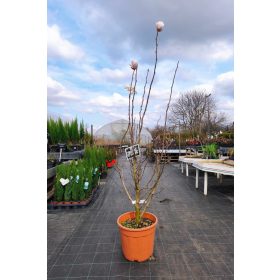   Magnolia x loebneri 'Merrill' - Fehér virágú liliomfa