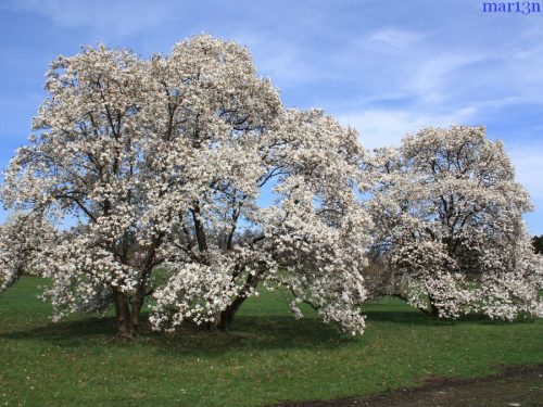Magnolia x loebneri 'Merrill' - Fehér virágú liliomfa