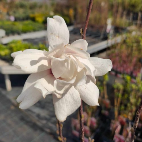 Magnolia x loebneri 'Merrill' - Fehér virágú liliomfa