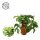 Monstera Minima - Könnyezőpálma