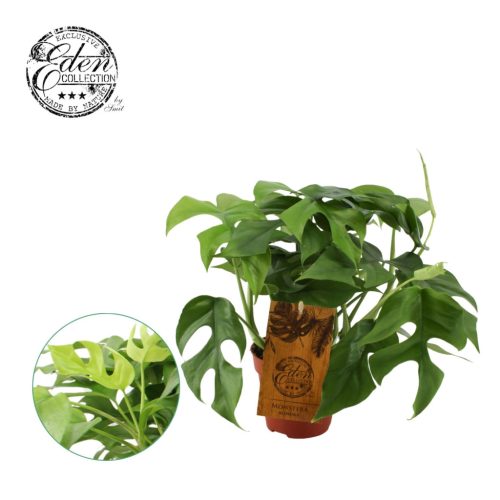 Monstera Minima - Könnyezőpálma