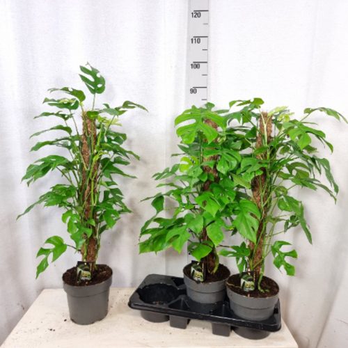 Monstera Minima mosstok - Könnyezőpálma