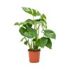 Monstera deliciosa - Könnyezőpálma