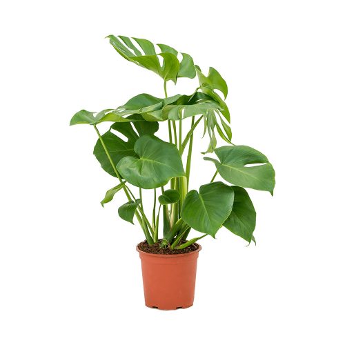 Monstera deliciosa - Könnyezőpálma