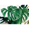 Monstera deliciosa - Könnyezőpálma