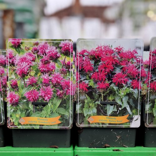 Monarda mix - Méhbalzsam