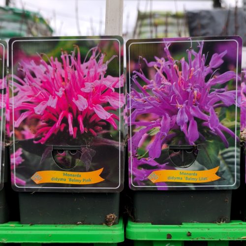 Monarda mix - Méhbalzsam