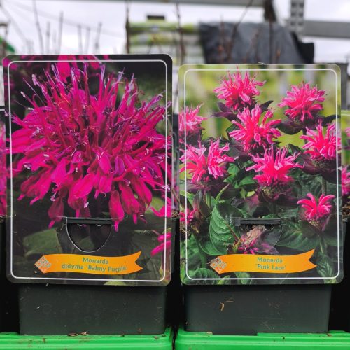 Monarda mix - Méhbalzsam