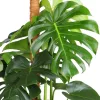 Monstera deliciosa - könnyezőpálma