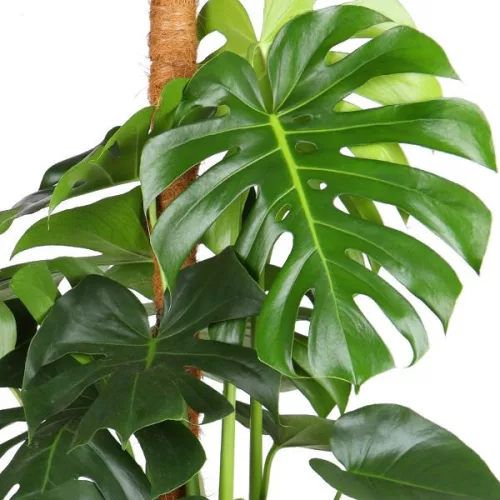 Monstera deliciosa - könnyezőpálma