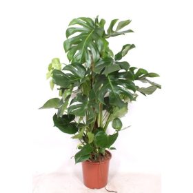 Monstera deliciosa - könnyezőpálma