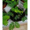 Mimosa pudica - Mimóza
