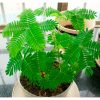 Mimosa pudica - Mimóza