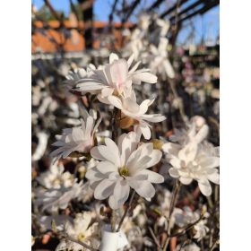 Magnolia stellata – Fehér csillagvirágú liliomfa