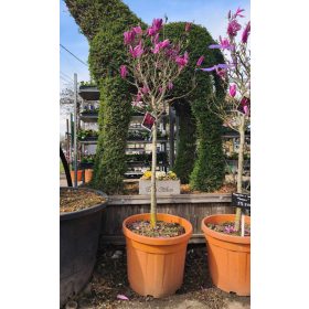   Magnolia 'Susan' – Nagyvirágú liliomfa (törzses)