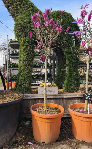 Magnolia 'Susan' – Nagyvirágú liliomfa (törzses)