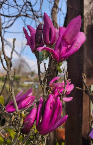 Magnolia 'Susan' – Nagyvirágú liliomfa (törzses)