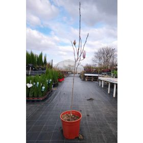 Magnolia soulangeana - Liliomfa (törzses)