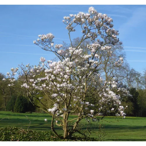 Magnolia soulangeana - Liliomfa (törzses)