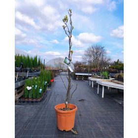   Magnolia x soulangeana 'Alba Superba' – Nagyvirágú liliomfa