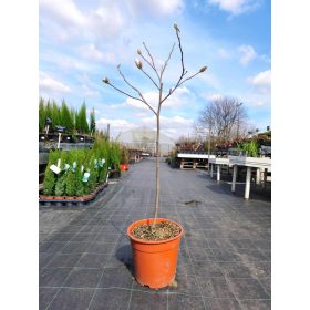   Magnolia stellata – Fehér csillagvirágú liliomfa (törzses)