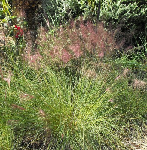Muhlenbergia capillaris - Vattacukorfű
