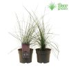 Muhlenbergia Capillaris - Vattacukorfű