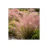 Muhlenbergia Capillaris - Vattacukorfű