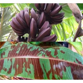   Musa acuminata 'Zebrina' - vérbanán/csíkoslevelű banán