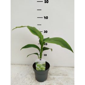 Musa Basjoo - Télálló banán