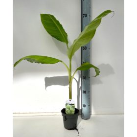 Musa Dajiao - Télálló banán