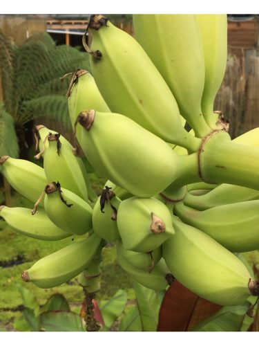 Musa Dajiao - Télálló banán