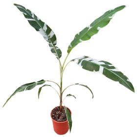 Musa Florida 'Variegata' - Tarka Florida banán