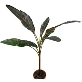 Musa Nono - Tarkalevelű banán