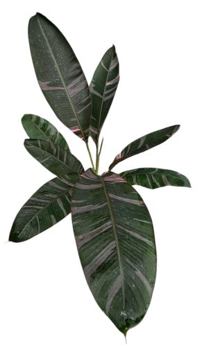 Musa Nono - Tarkalevelű banán