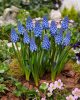 Muscari 'Big Smile' - Gyöngyike
