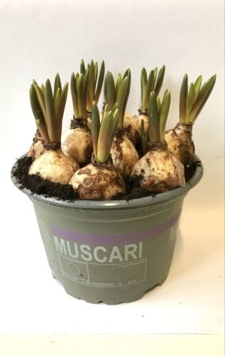 Muscari 'Big Smile' - Gyöngyike
