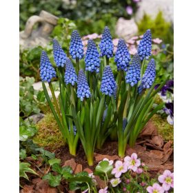 Muscari 'Big Smile' - Gyöngyike