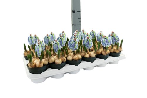 Muscari 'Big Smile' - Gyöngyike