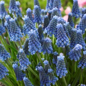 Muscari 'Blue Magic' - Gyöngyike