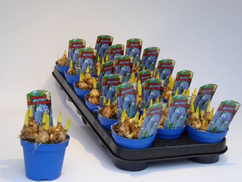 Muscari 'Blue Magic' - Gyöngyike