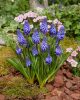 Muscari 'Lindsay' - Gyöngyike