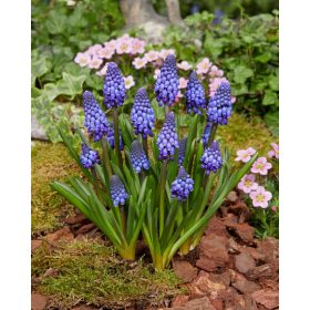 Muscari 'Lindsay' - Gyöngyike