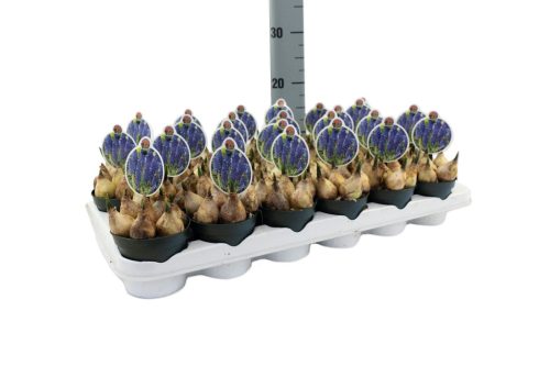 Muscari 'Lindsay' - Gyöngyike