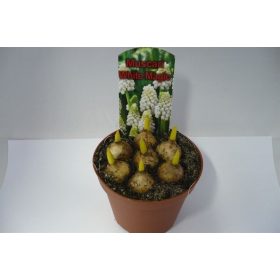 Muscari 'White Magic' - Gyöngyike