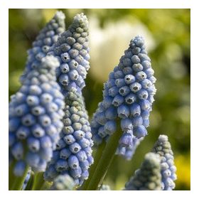 Muscari 'Early bird' - Gyöngyike