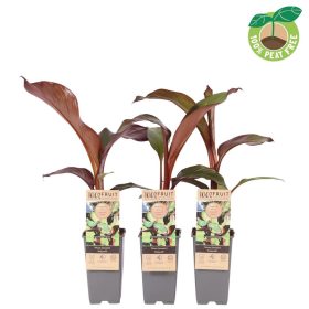 Musa (ensete) 'Maurelli' - Vörös abesszin banán